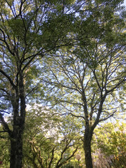 Fototapeta premium canopy of trees at a public park seen from below