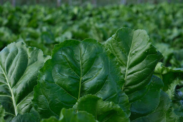 Fototapeta na wymiar Beet plants green leaves