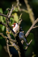 red headed woodpecker