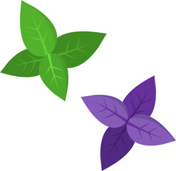 Basil leaves of two colors - green and purple