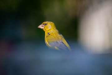 Chloris chloris