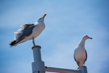 Two Seagulls expressing their opinion after their argument on top of the lamp post against the blue sky