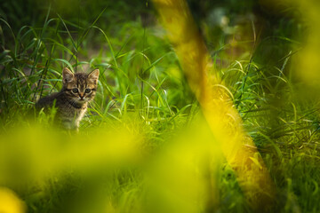 Brown stray kitten in the grass hiding and surviving concept photo