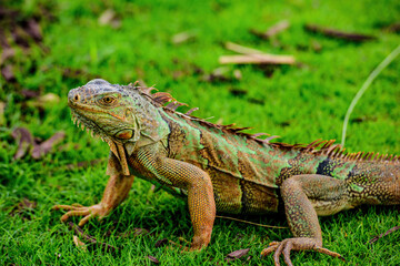 Green iguana also known as the American iguana is a lizard reptile in the genus Iguana in the iguana family. - obrazy, fototapety, plakaty