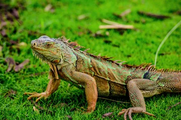 Foto op Canvas Green iguana also known as the American iguana is a lizard reptile in the genus Iguana in the iguana family. © Volodymyr
