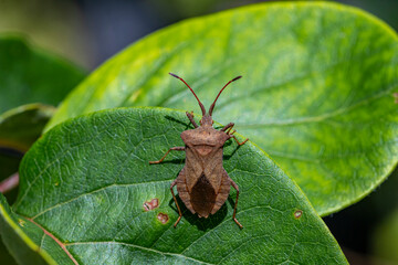 Garten, Pflanzen, Insekten, Spinnen, Tiere, Käfer, Schnecken