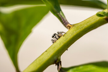 Garten, Pflanzen, Insekten, Spinnen, Tiere, Käfer, Schnecken