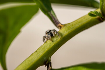 Garten, Pflanzen, Insekten, Spinnen, Tiere, Käfer, Schnecken