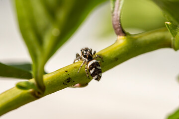 Garten, Pflanzen, Insekten, Spinnen, Tiere, Käfer, Schnecken