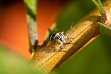Garten, Pflanzen, Insekten, Spinnen, Tiere, Käfer, Schnecken