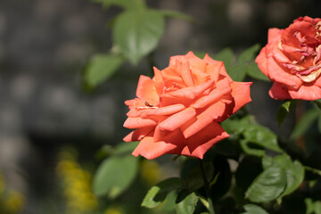 Orange rose flower