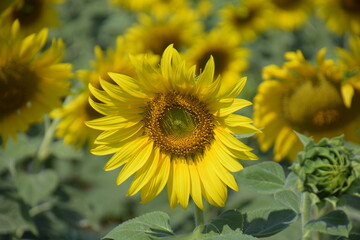 Fototapeta premium Flowers give beauty, the fragrance is sensuous. fascinated by beauty