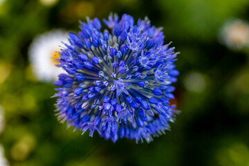 close up of a blue flower