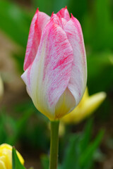 Pink and white tulip flower