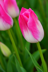 Pink and white tulip flowers in the spring garden