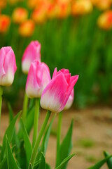 Pink and white tulip flowers in the spring garden