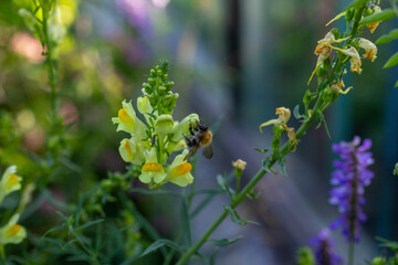 bee on a flower