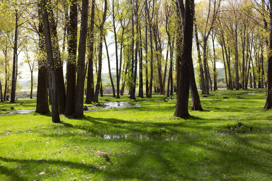 Inside The Young Green Forest - Summer Detail