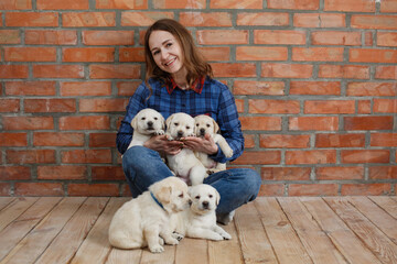 smiling woman holding and care many labrador puppies on brick wall background with copy space for text. happy  woman play and strokes gold labrador puppies . Cute pets. funny puppies with owner indoor