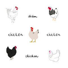 Cute and funny colorful farm rooster, chicken, cock, cockerel, cartoon vector illustration isolated on white background.
