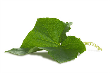 large young cucumber leaf isolated on white background