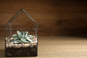 Glass florarium vase with succulent on wooden table, space for text