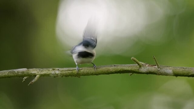 Eurasian coal tit (Periparus ater) perching on a twig, bird landing on a wood