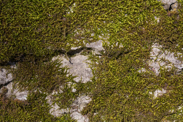 Old wall texture with moss