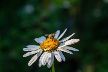 Obraz premium bee on chamomile