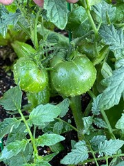 green tomato 6