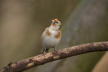 Goldfinch juvenile perched on a branch, close up, in Scotland in the spring