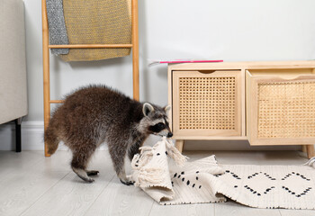 Cute mischievous raccoon playing with rug indoors - obrazy, fototapety, plakaty