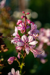 Obraz premium pink blossom