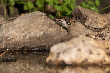 lagartija común en las piedras del estanque bebiendo agua 