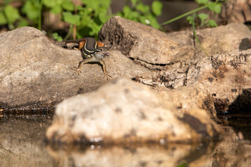 lagartija común en las piedras del estanque bebiendo agua 