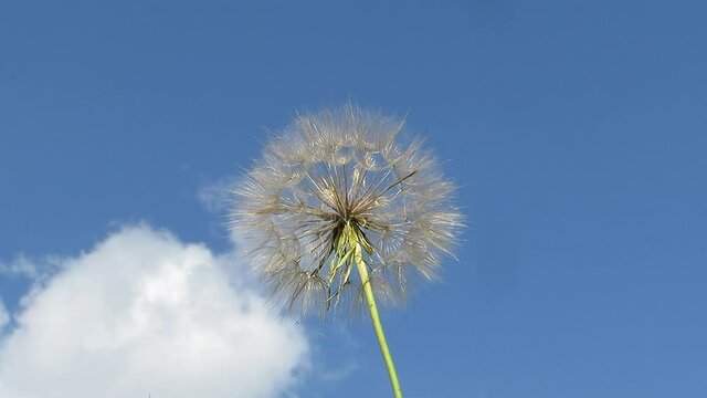 Big dandelion on a blue sky background the wind sways Tragopogon pratensis L