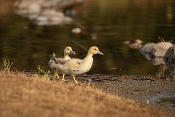 pareja de patos jóvenes en el estanque