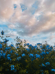Flores azules con un cielo nublado