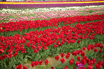 tulip blossom festival