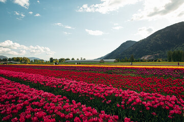 Fototapeta premium tulip blossom festival with mountains 