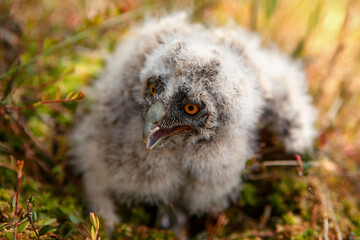 Long-eared owl chicks flew out of the nest.