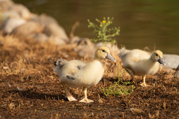 pato joven en el estanque