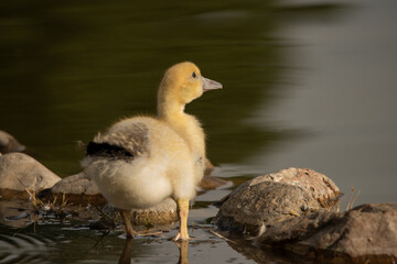  pato joven en el estanque del parque