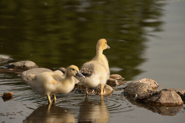 pareja de patos jóvenes bañándose en la orilla del estanque del parque