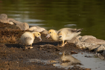 pareja de patos jóvenes en el estanque