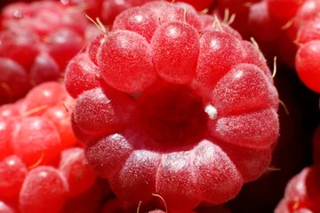 Industrial cultivation of raspberry plant. Ripe red fruits raspberry macro close up. Raspberry fruit background. Natural growing of berries on farm. Eco healthy organic food horticulture concept.