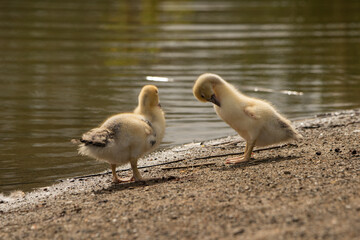 pareja de patos jóvenes en la orilla del estanque del parque