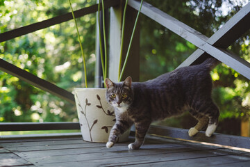 cute cat on a wooden terrace, walks in a country house and looks into the garden