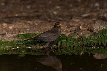 Mirlo común bebiendo y bañándose en el estanque (Turdus merula)