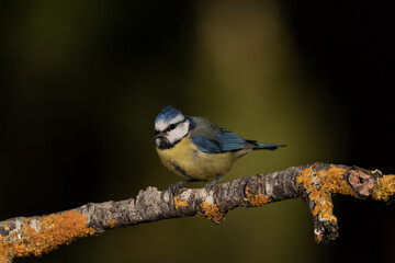 
Herrerillo común posado en una rama en el parque  (Cyanistes caeruleus)